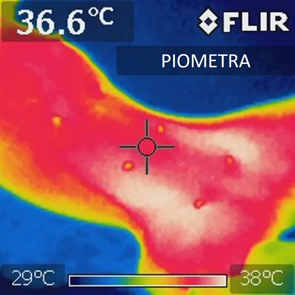 Ginecología